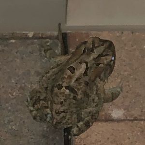 Meet your Posher, Nathan